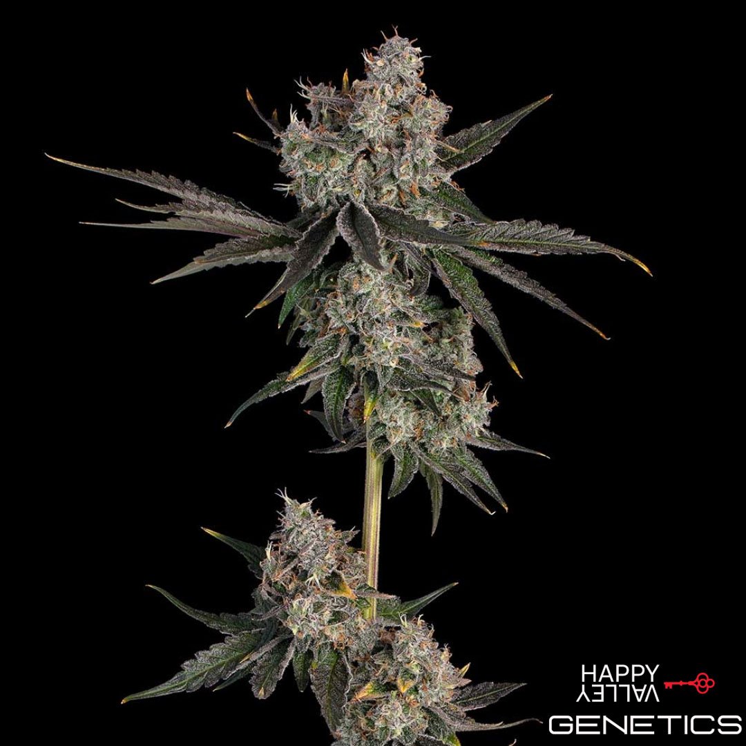 Knockout von Happy Valley Genetics kaufen im Cannabis Samen Online Shop