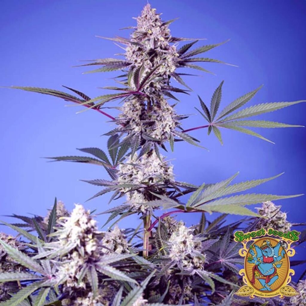 Mental Rainbow F1 Fast Version - Sweet Seeds kaufen im Cannabis Samen Online Shop auf bio-gartenwelt.de