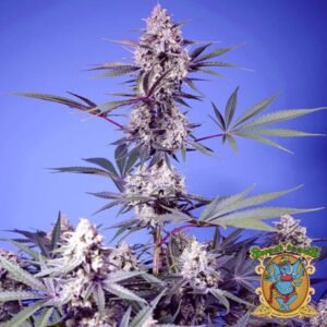 Mental Rainbow F1 Fast Version - Sweet Seeds kaufen im Cannabis Samen Online Shop auf bio-gartenwelt.de