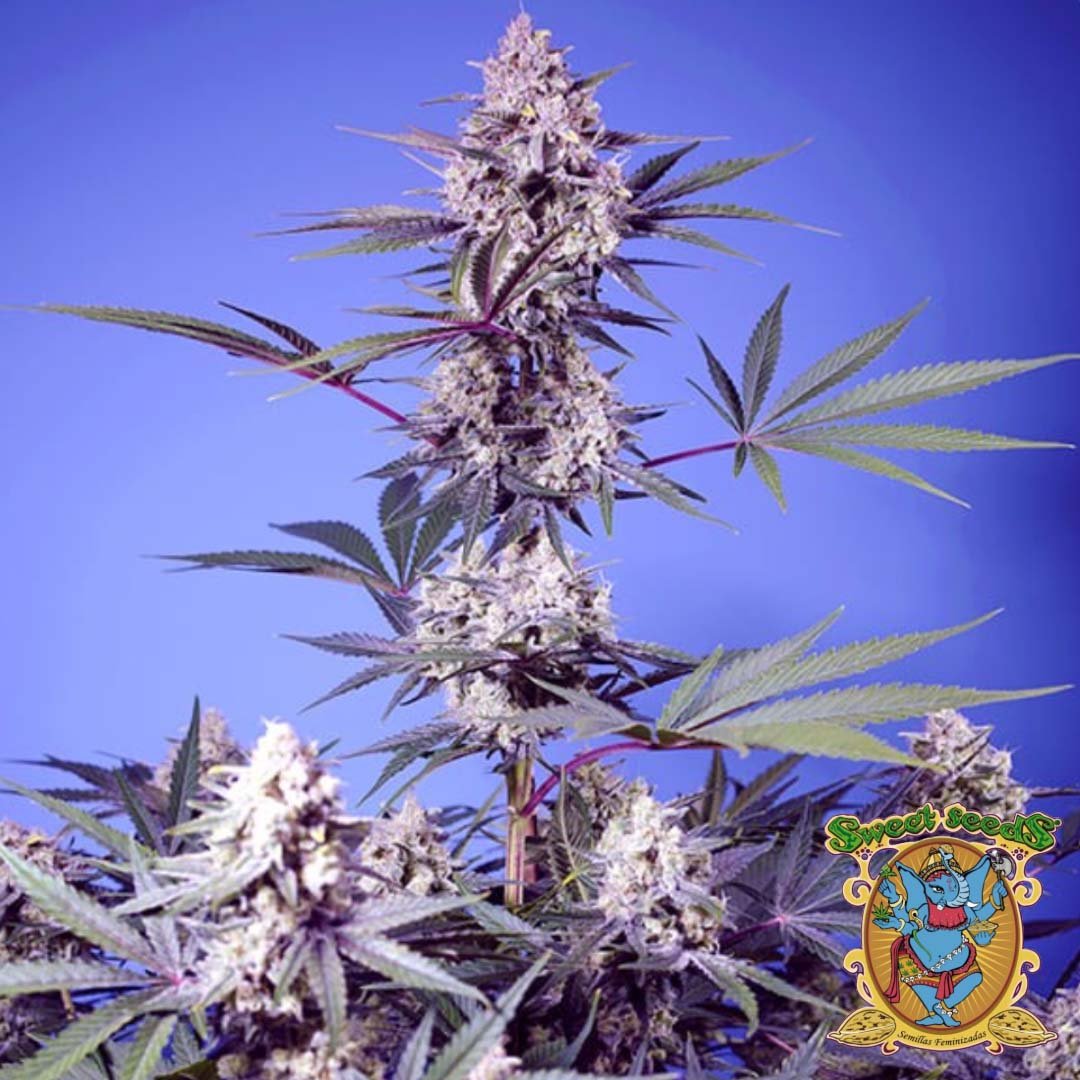 Mental Rainbow F1 Fast Version - Sweet Seeds kaufen im Cannabis Samen Online Shop auf bio-gartenwelt.de