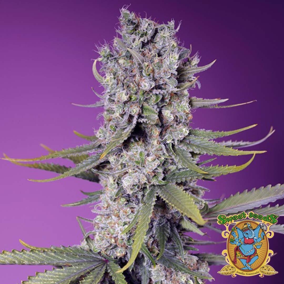 Papaya Zoap F1 Fast Version - Sweet Seeds kaufen im Cannabis Samen Online Shop auf bio-gartenwelt.de