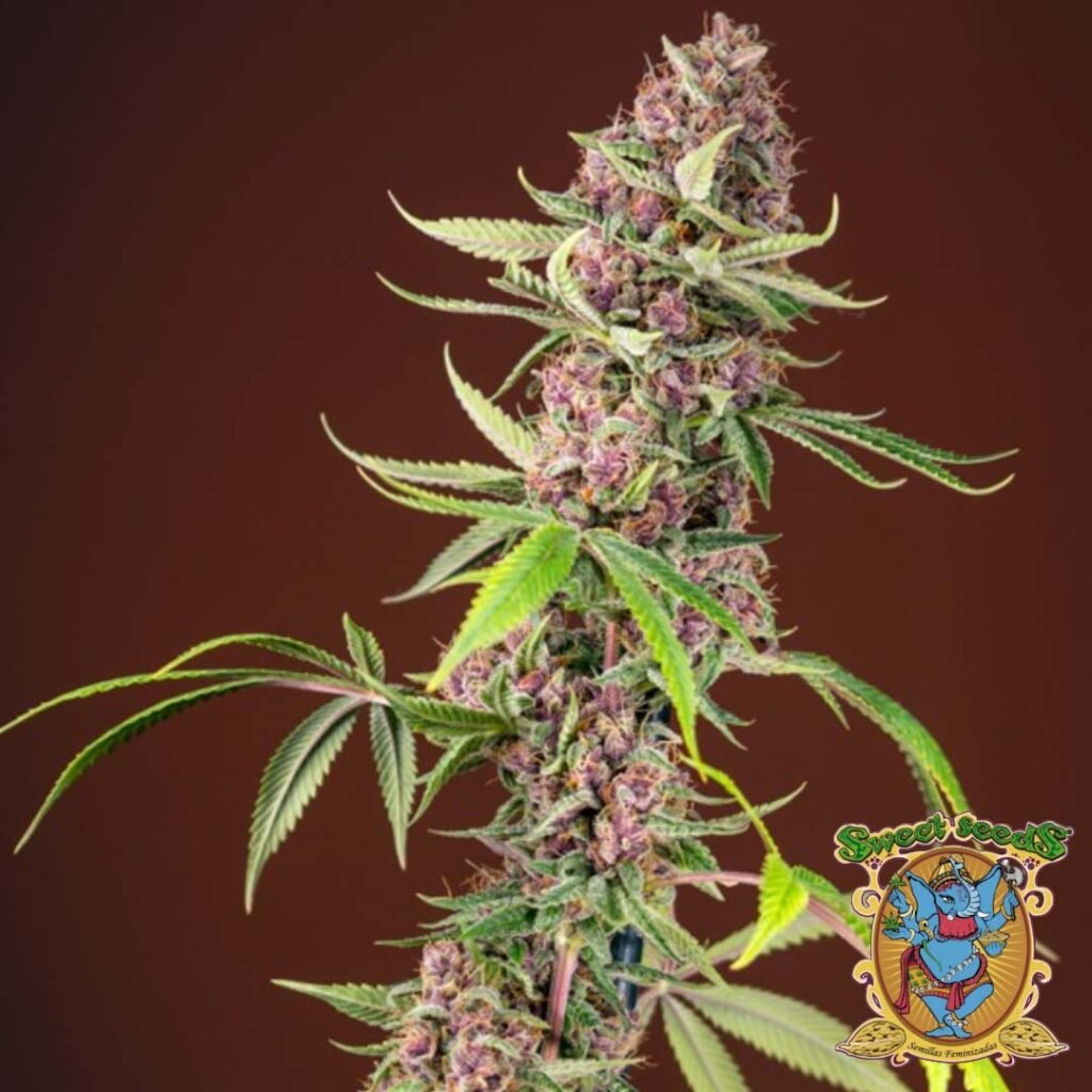 Red Mandarine F1 Fast Version - Sweet Seeds Cannabis Samen kaufen im Online Shop
