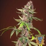 Red Mandarine F1 Fast Version - Sweet Seeds Cannabis Samen kaufen im Online Shop