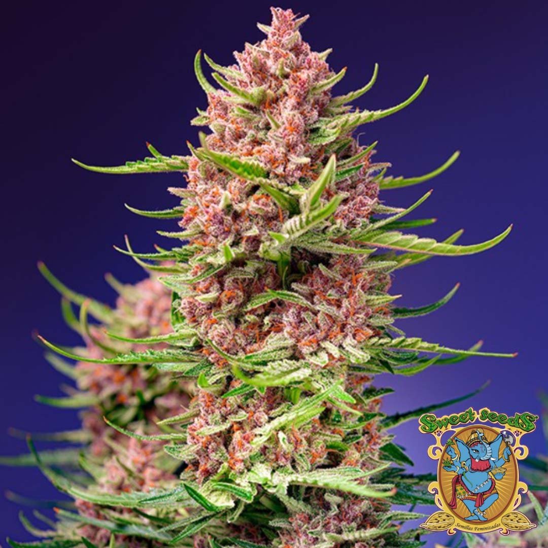 Strawberry Cola Sherbet F1 Fast Version - Sweet Seeds Cannabis Samen kaufen im Online Shop