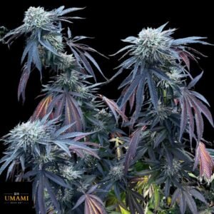 Sunset Lime - Umami Seeds Cannabis Samen kaufen im Online Shop auf bio-gartenwelt.de