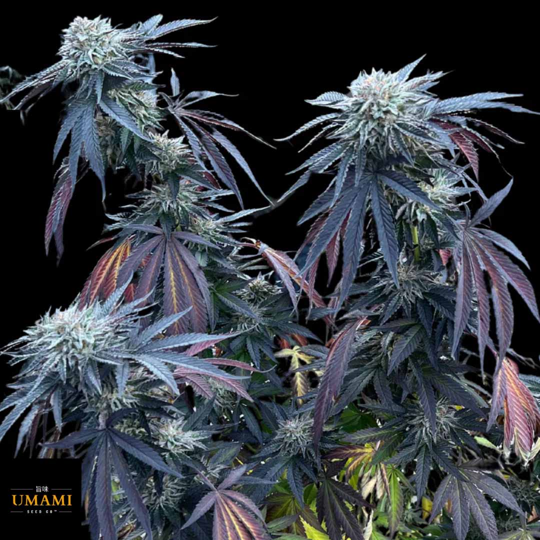 Sunset Lime - Umami Seeds Cannabis Samen kaufen im Online Shop auf bio-gartenwelt.de