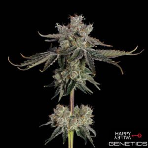Sweet 16 von Happy Valley Genetics kaufen im Cannabis Samen Online Shop