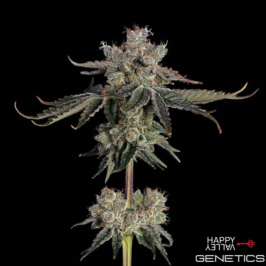 Sweet 16 von Happy Valley Genetics kaufen im Cannabis Samen Online Shop