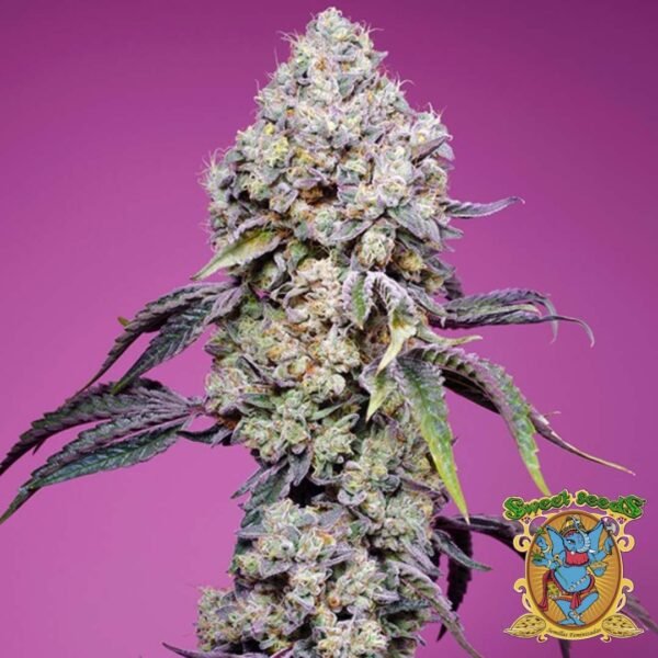Sweet Mandarine Z F1 Fast Version - Sweet Seeds Cannabis Samen kaufen im Online Shop