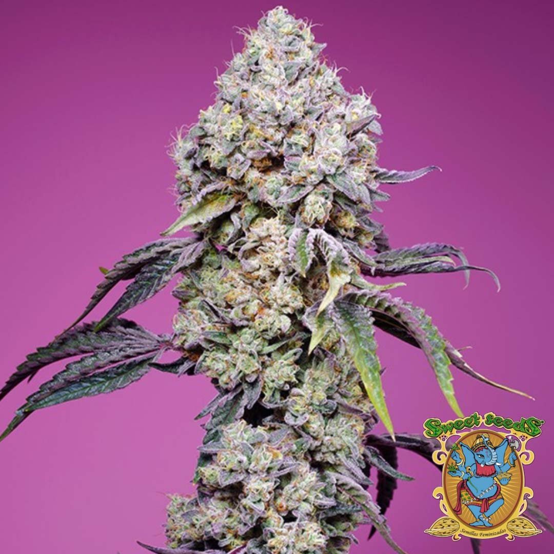 Sweet Mandarine Z F1 Fast Version - Sweet Seeds Cannabis Samen kaufen im Online Shop