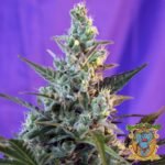 Sweet Skunk F1 Fast Version - Sweet Seeds Cannabis Samen kaufen im Online Shop