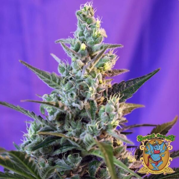 Sweet Skunk F1 Fast Version - Sweet Seeds Cannabis Samen kaufen im Online Shop