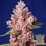 Tropicanna Poison F1 Fast Version - Sweet Seeds Cannabis Samen kaufen im Online Shop