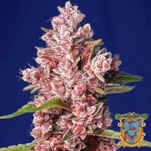 Tropicanna Poison F1 Fast Version - Sweet Seeds Cannabis Samen kaufen im Online Shop