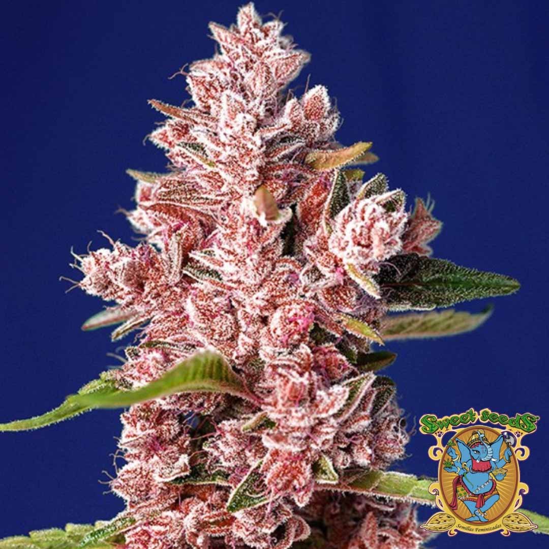 Tropicanna Poison F1 Fast Version - Sweet Seeds Cannabis Samen kaufen im Online Shop